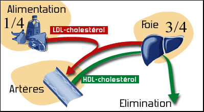 Origine cholestérol
