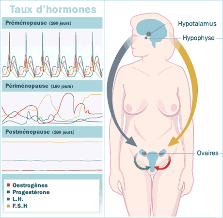 Hormones femme ménopause