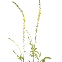 (Nom scientifique : Agrimonia eupatoria) : bienfaits cette plante en phytothérapie - Doctissimo