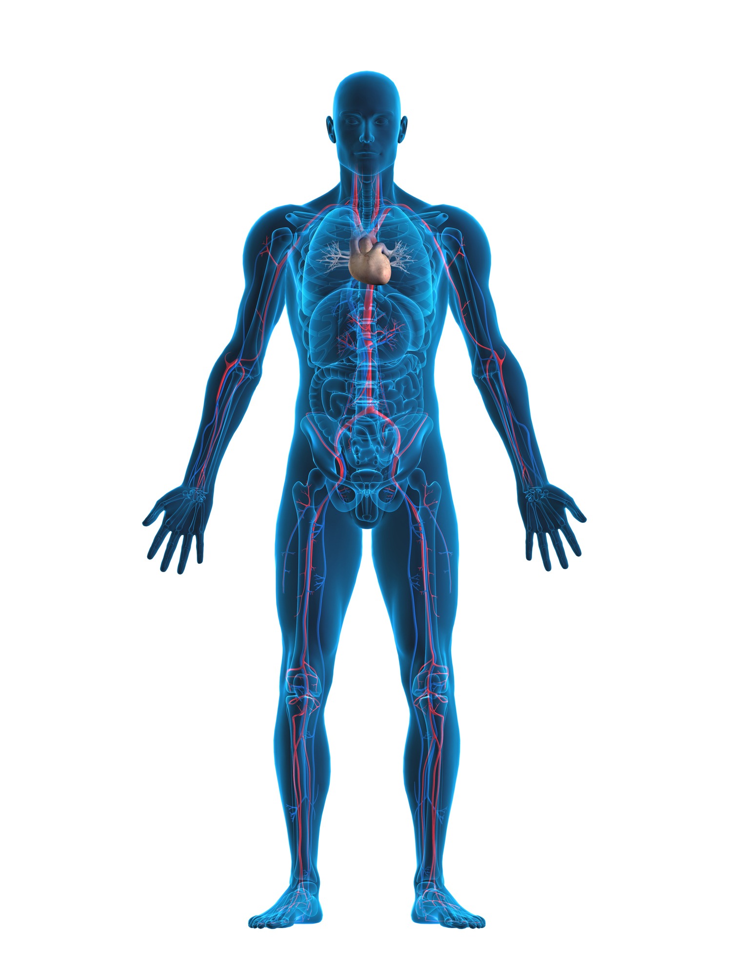 Anatomie du corps humain