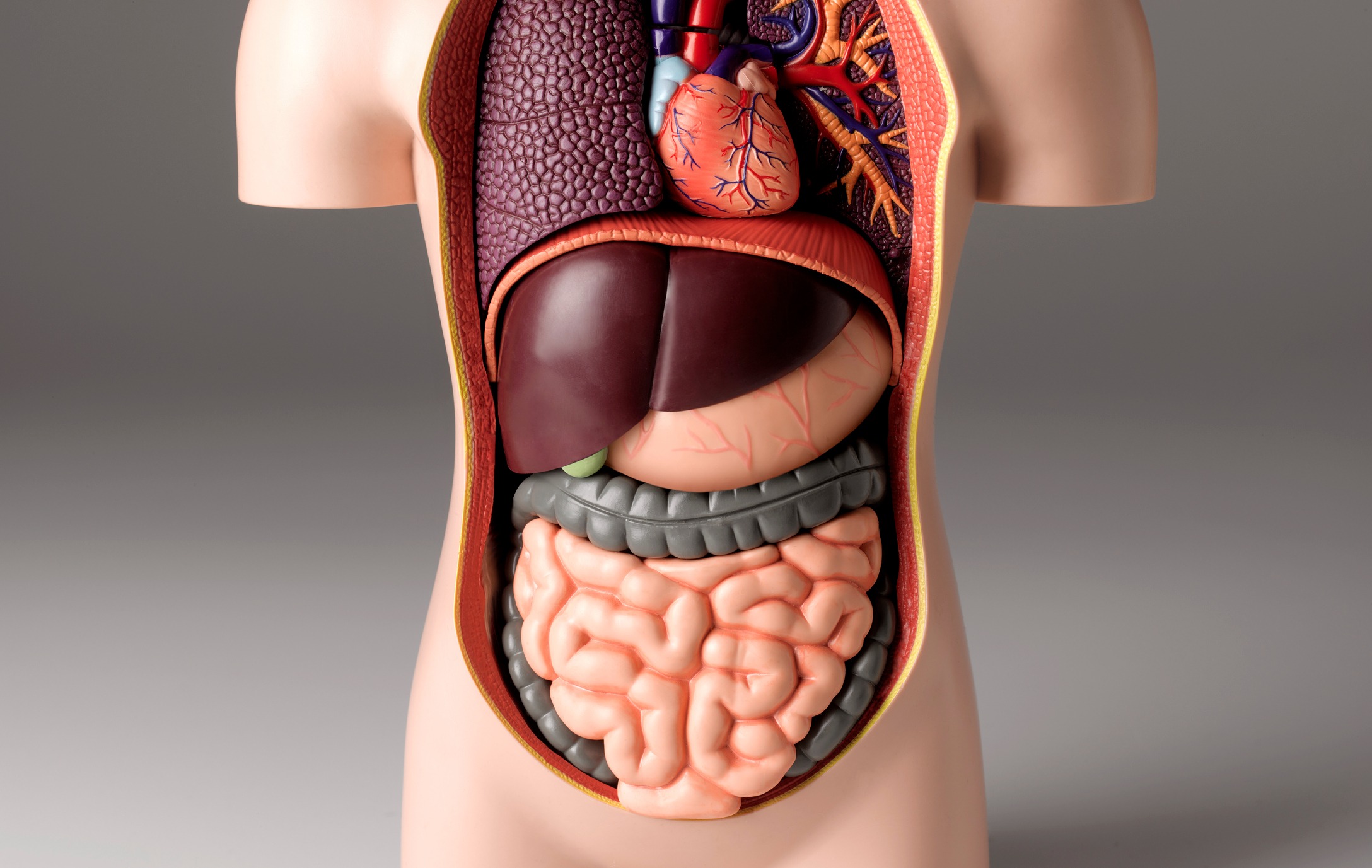 Organes du corps humain
