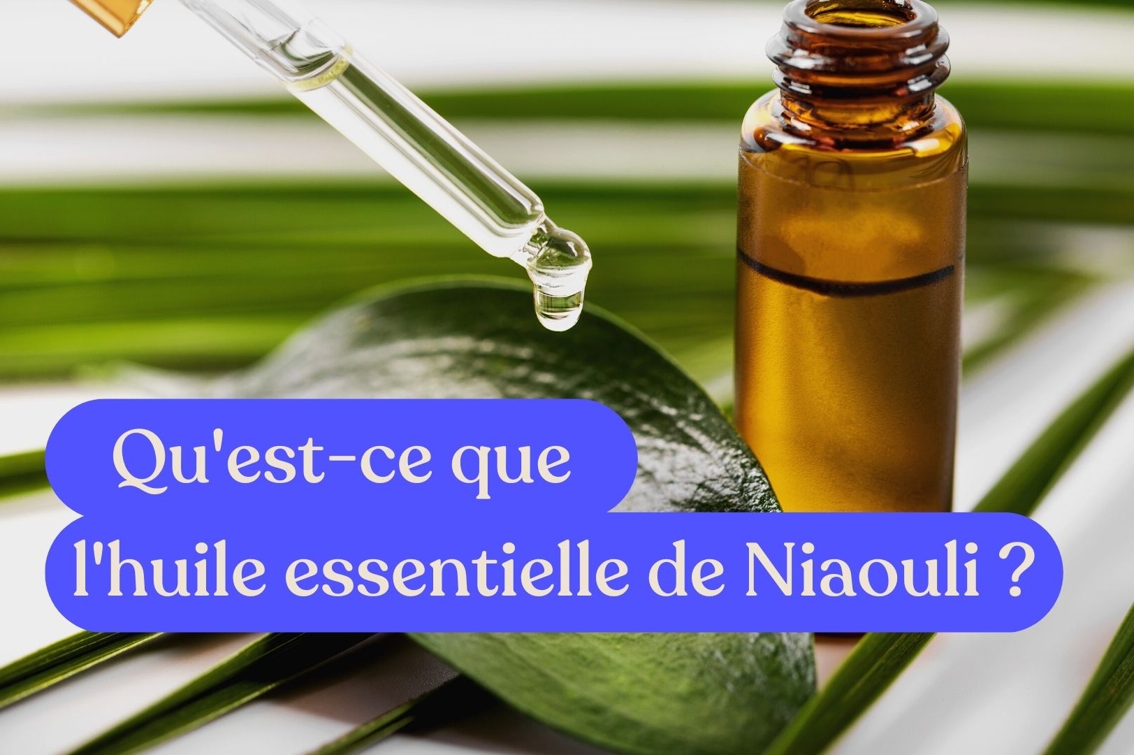 L'huile essentielle de Gaulthérie : vertus et utilisations