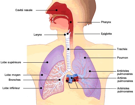 Schéma des poumons
