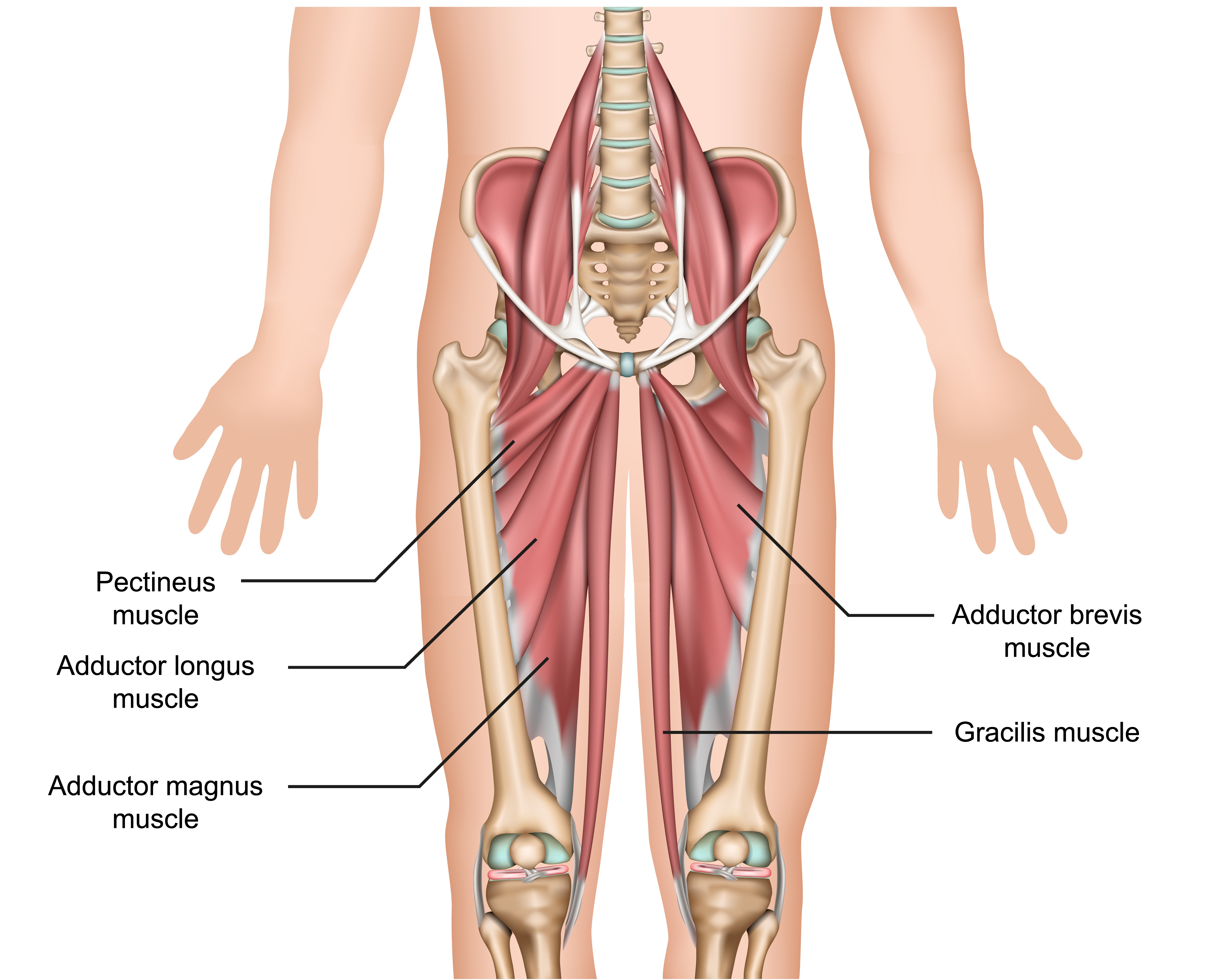 Schéma des muscles adducteurs