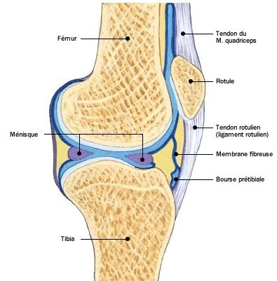 Anatomie du genou - Coupe latérale