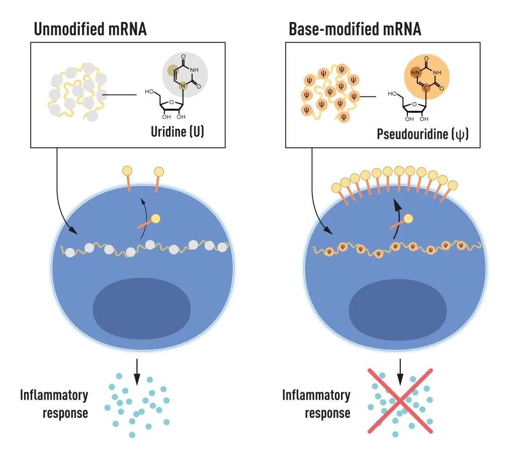 L'ARNm contient quatre bases différentes, abrégées A, U, G et C. Les lauréats du prix Nobel ont découvert que l'ARNm modifié par une base peut être utilisé pour bloquer l'activation des réactions inflammatoires (sécrétion de molécules de signalisation) et augmenter la production de protéines lorsque l'ARNm est délivré aux cellules. 