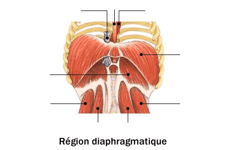 Les muscles du diaphragme