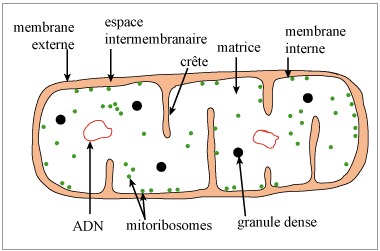 Schéma d'un mitochondrie