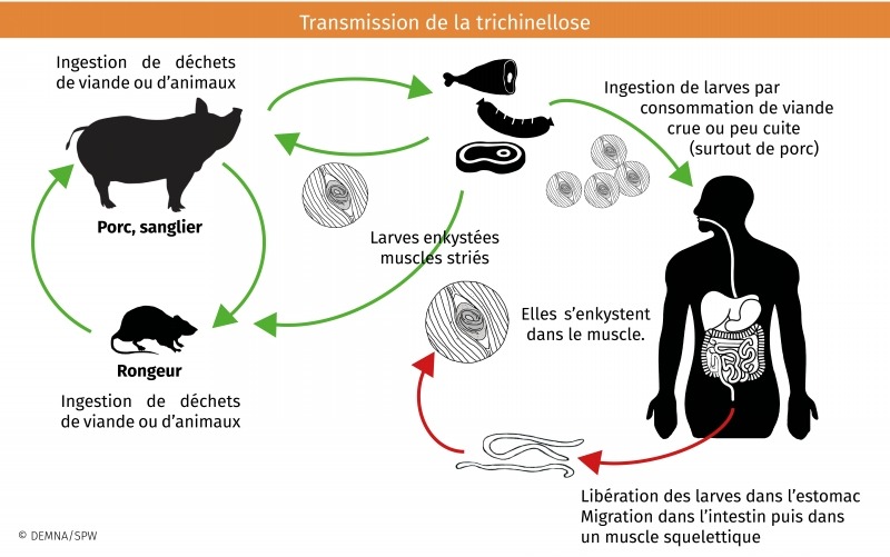 Transmission of Trichinellosis