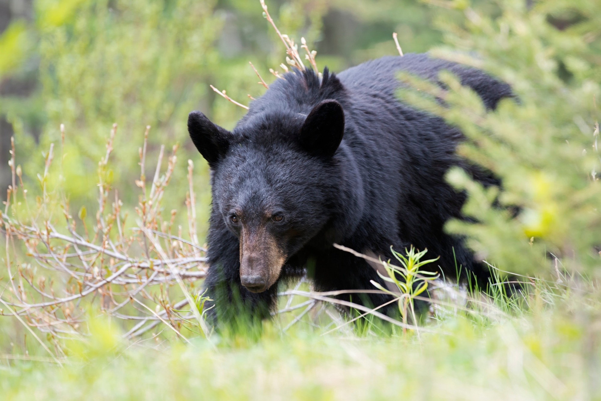 Black bear