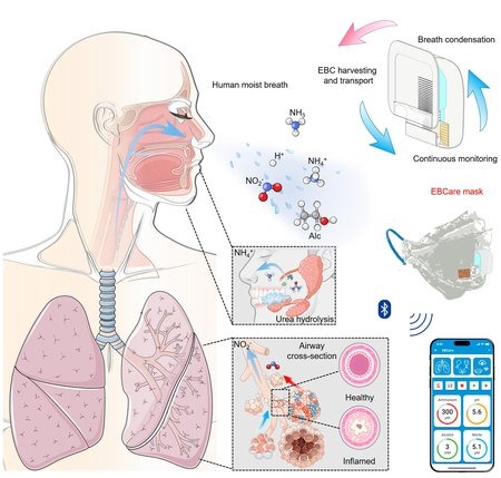 Ce schéma montre le processus par lequel le masque intelligent peut détecter les produits chimiques présents dans l’haleine, comme le nitrite, qui est un indicateur d’inflammation des voies respiratoires.