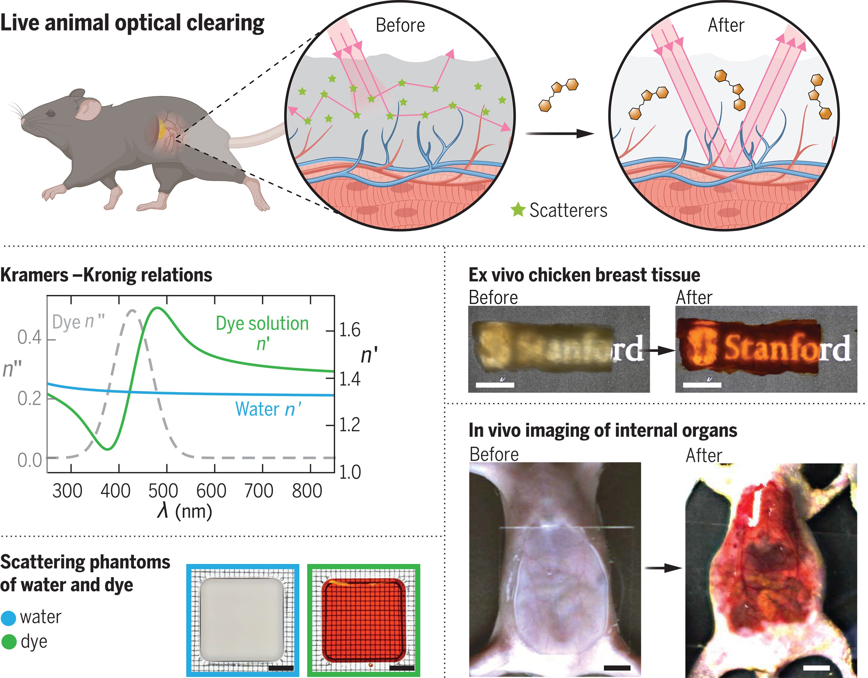 Obtaining optical transparency in living mice with absorbing dye molecules.