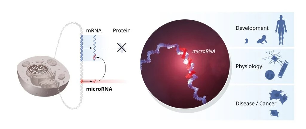 The fundamental discovery of microRNAs was unexpected and revealed a new dimension of gene regulation.