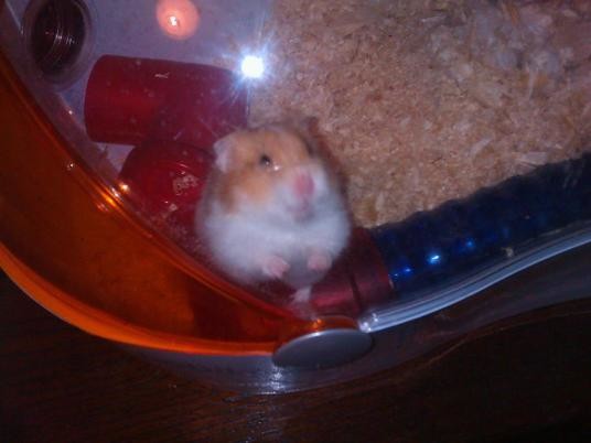 Can anyone tell me how to know when a hamster is getting close to passing  away? My sweet boy Freddy here is about 2 years old and I know their  lifespan isn't