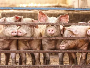 Peste porcine africaine : un foyer découvert en Allemagne, près de la frontière française
