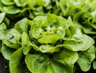Rappel de salade contaminée par la listéria chez Leclerc et Monoprix