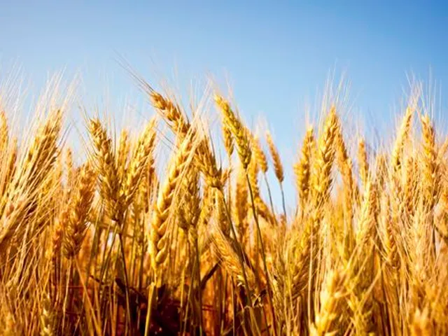 De l’amidon de blé mais pas d’OGM 