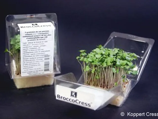 Des micro-légumes à croquer 
  Broccocress de Koppert Cress 