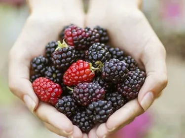 Fruits rouges