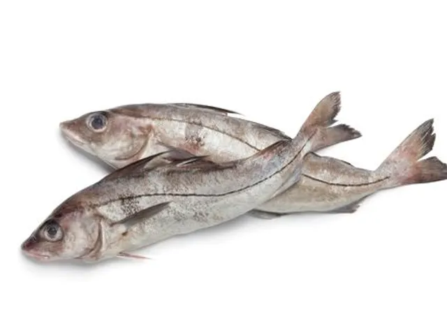 L'églefin (ou haddock) 