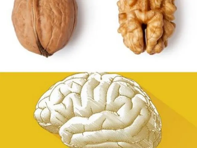 La noix et le cerveau