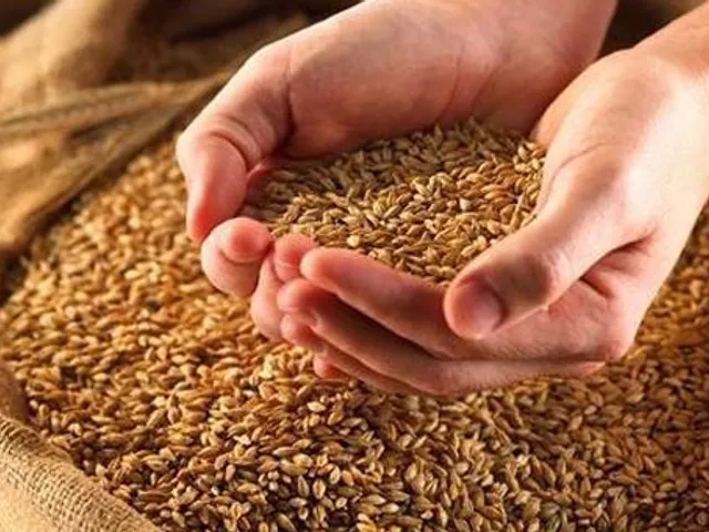 Le germe de blé contre le vieillissement cutané