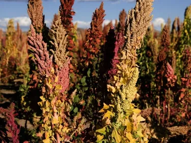 Le quinoa, c’est quoi ?