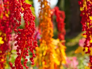 Le quinoa est alcalinisant