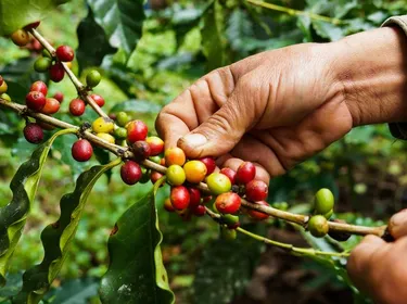 Les cerises de café