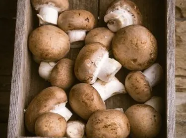 Les champignons