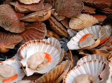 Les coquilles Saint-Jacques