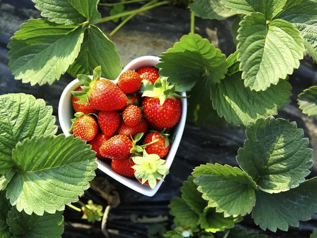 Les effets anti-cancérigènes des fraises