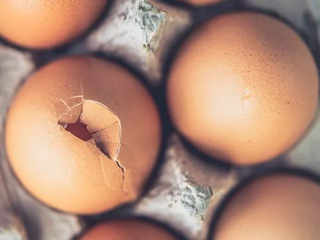 Les œufs bruns sont plus nutritifs que les œufs blancs