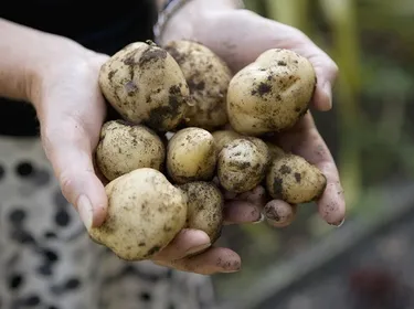 Les pommes de terre "vertes"