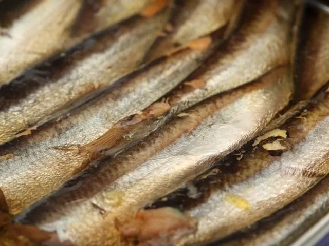 Les sardines en conserve
