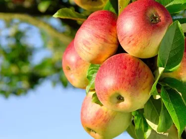 Pour affiner le ventre : la pomme