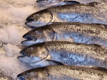 Pour moins polluer, je mange des poissons d'élevages durables