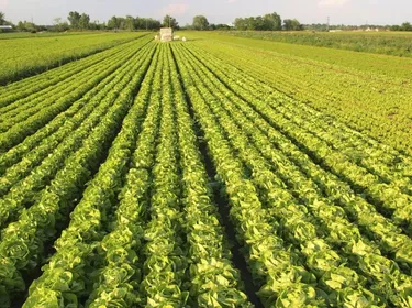 Pour moins polluer, je mange moins de viande