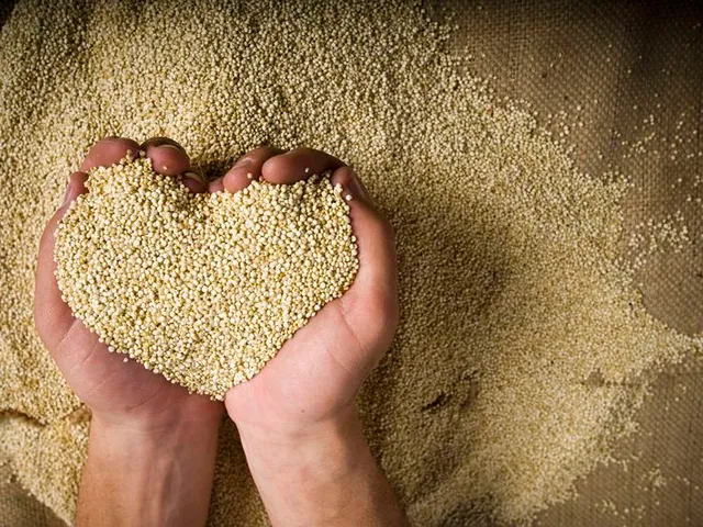 Quinoa : une composition nutritionnelle très riche