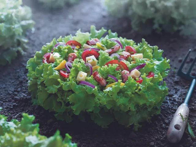 Salade du champs