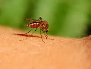 Humidité et chaleur : gare aux moustiques