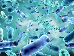 Maladies articulaires inflammatoires : le microbiote intestinal en cause