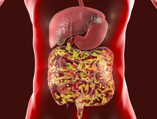 L’influence du microbiote intestinal sur les cancers