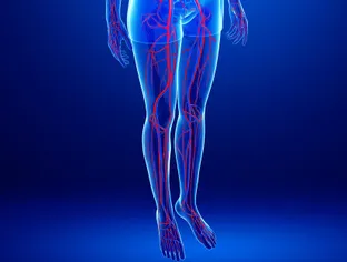 Comment fonctionne le système veineux des jambes ?