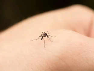 Guide de survie anti-moustique