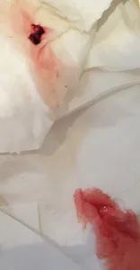 What does passing tissue look like? This is probably a TMI post - Page 2